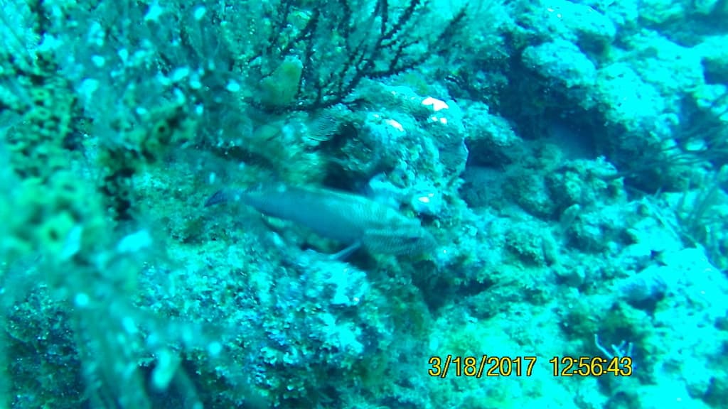 Yellow-Fin Grouper in a marine aquarium