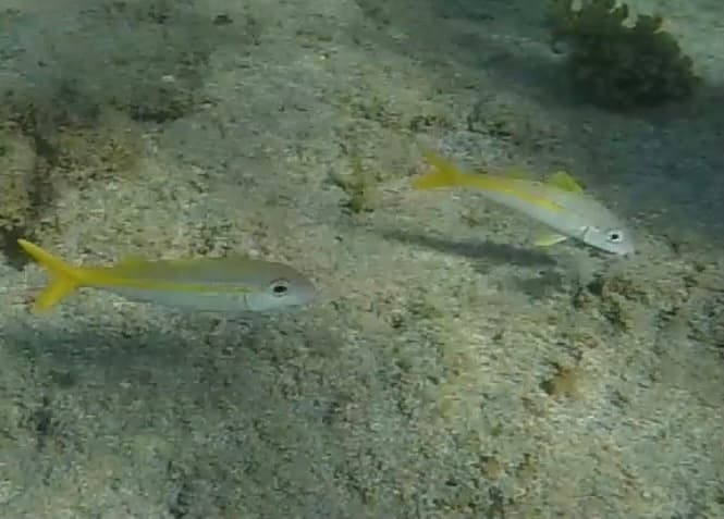 Yellow Goatfish probing substrate with barbels