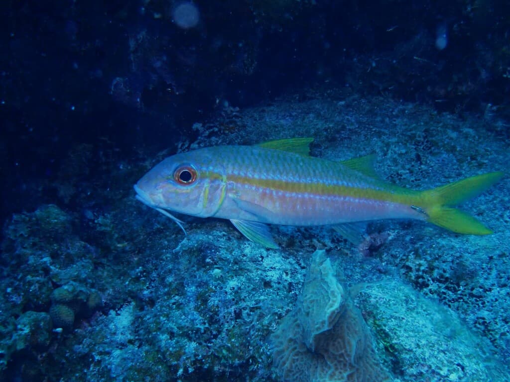 Goatfish