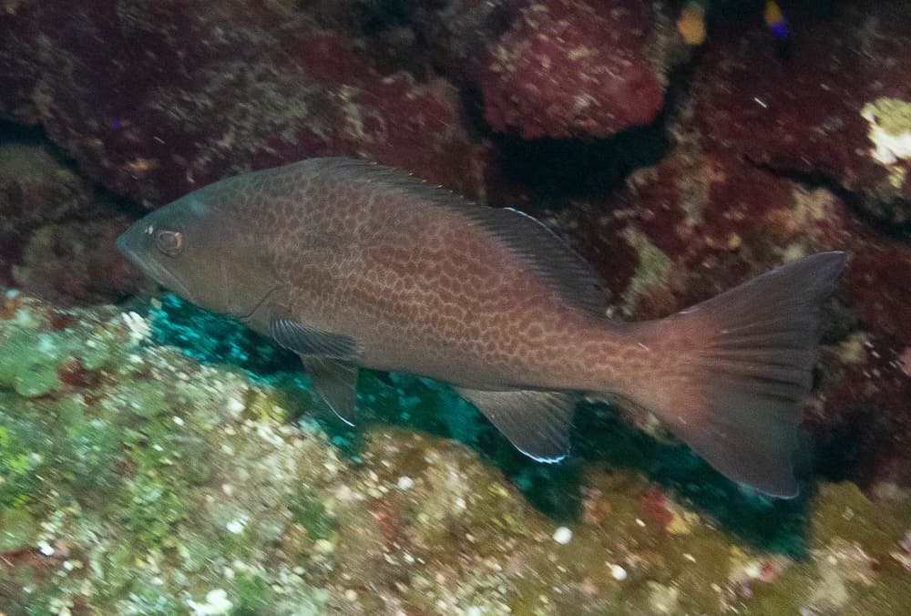 Yellow Grouper in a marine aquarium