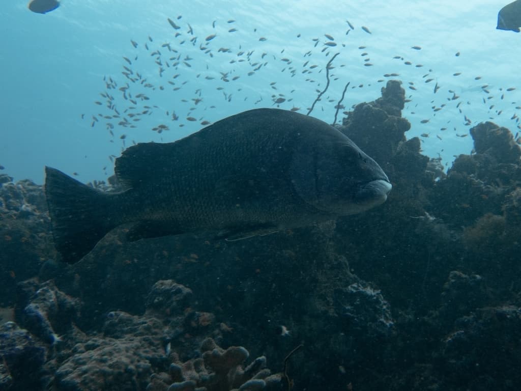 Yellow Lined Sweetlips in a marine aquarium
