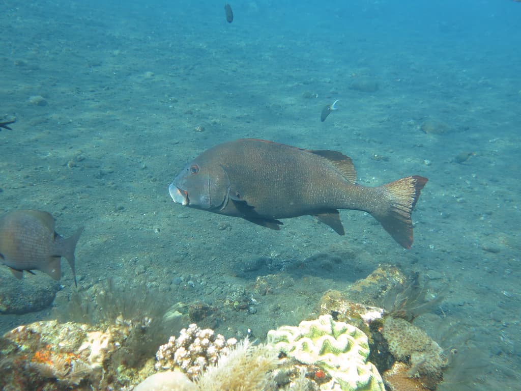 Yellow Lined Sweetlips in a marine aquarium