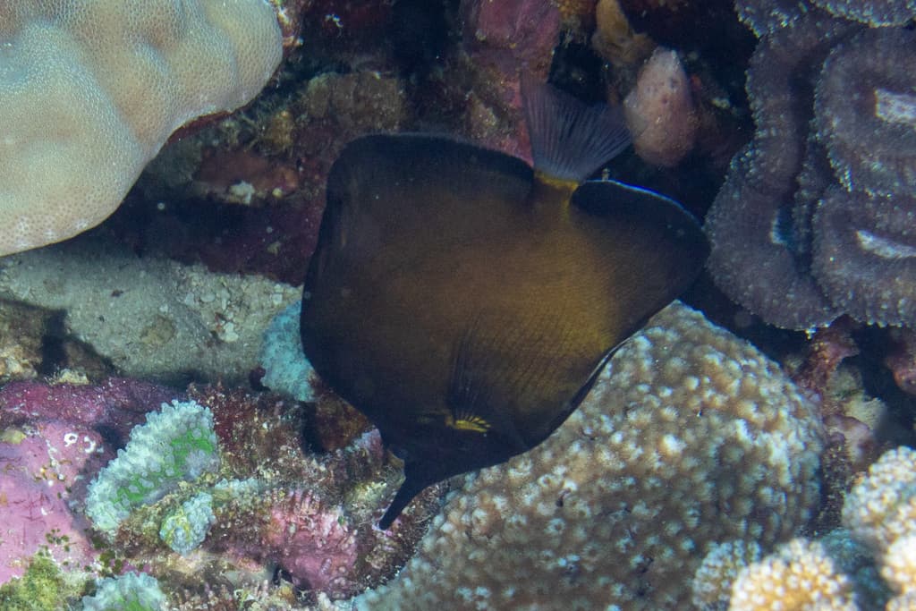 Yellow Longnose Butterflyfish in a marine aquarium