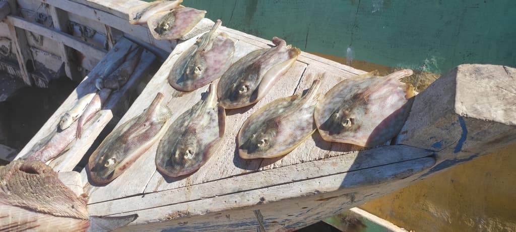 Yellow Stingray in a marine aquarium