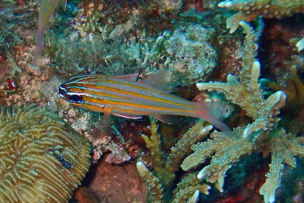 Yellow-striped Cardinalfish in a marine aquarium