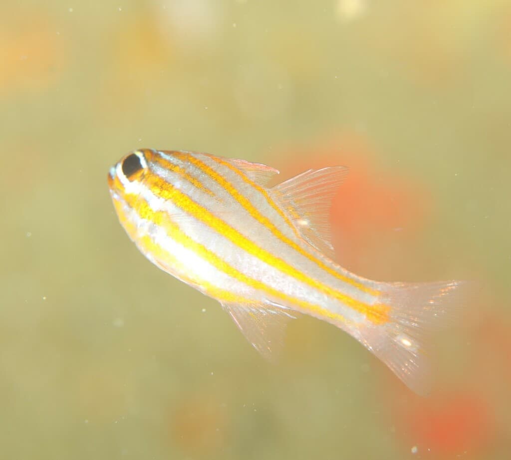 Yellow-striped Cardinalfish in a marine aquarium