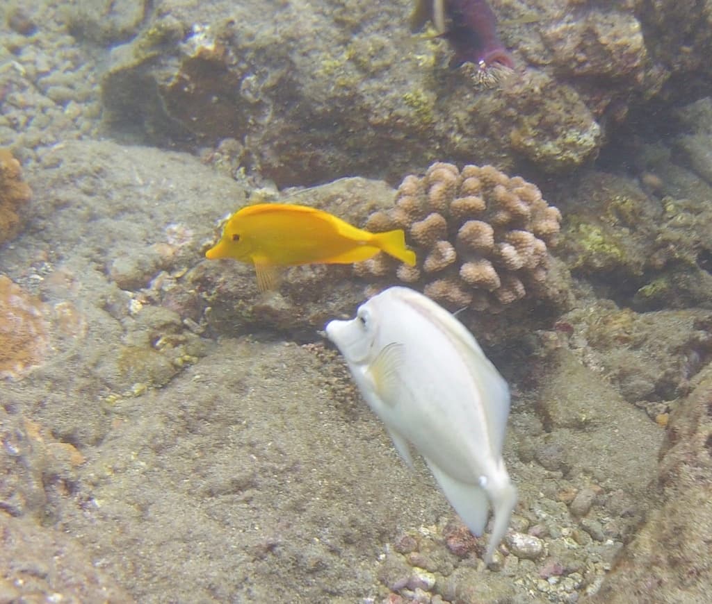 Yellow Tang full body view