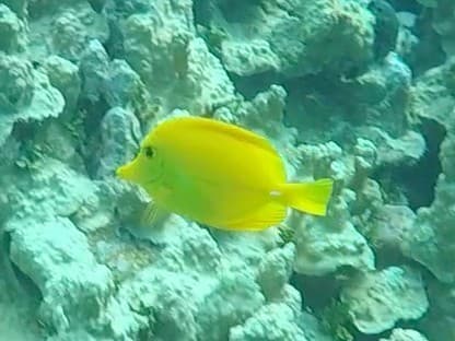 Yellow Tang against coral backdrop