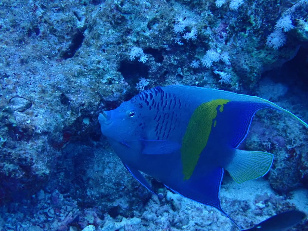 Yellowbar Angelfish in a marine aquarium