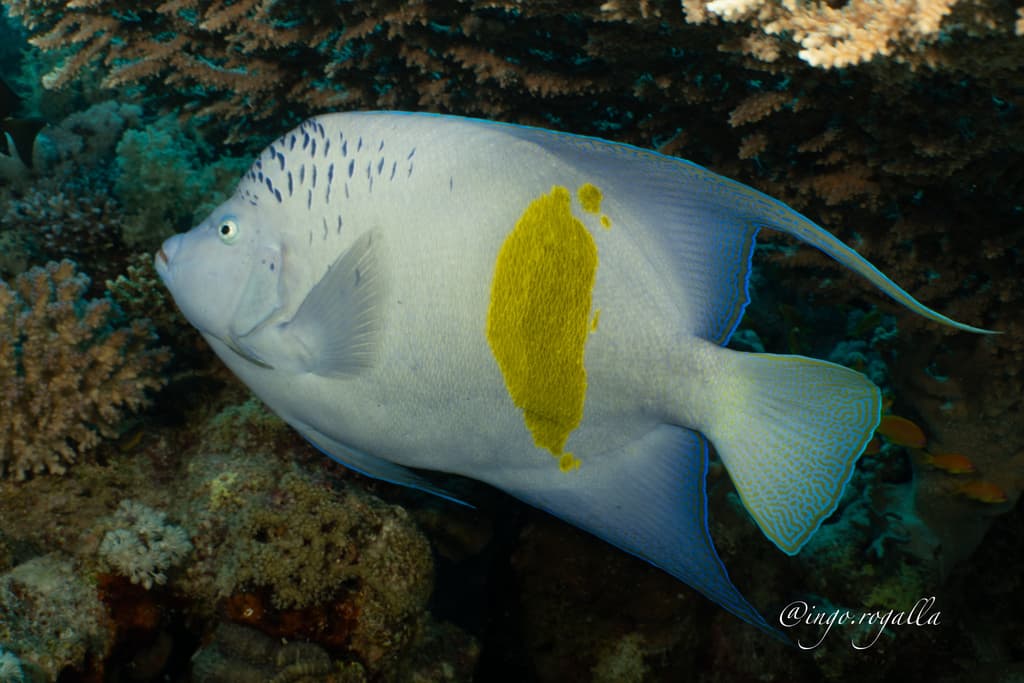 Yellowbar Angelfish in a marine aquarium