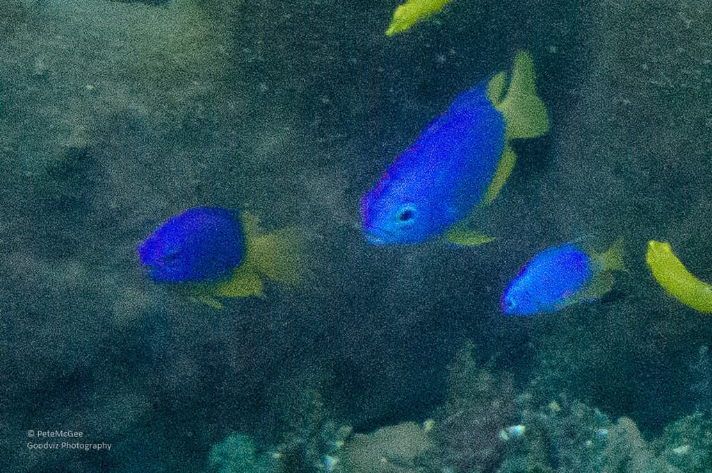 Yellowbelly Damselfish in a marine aquarium