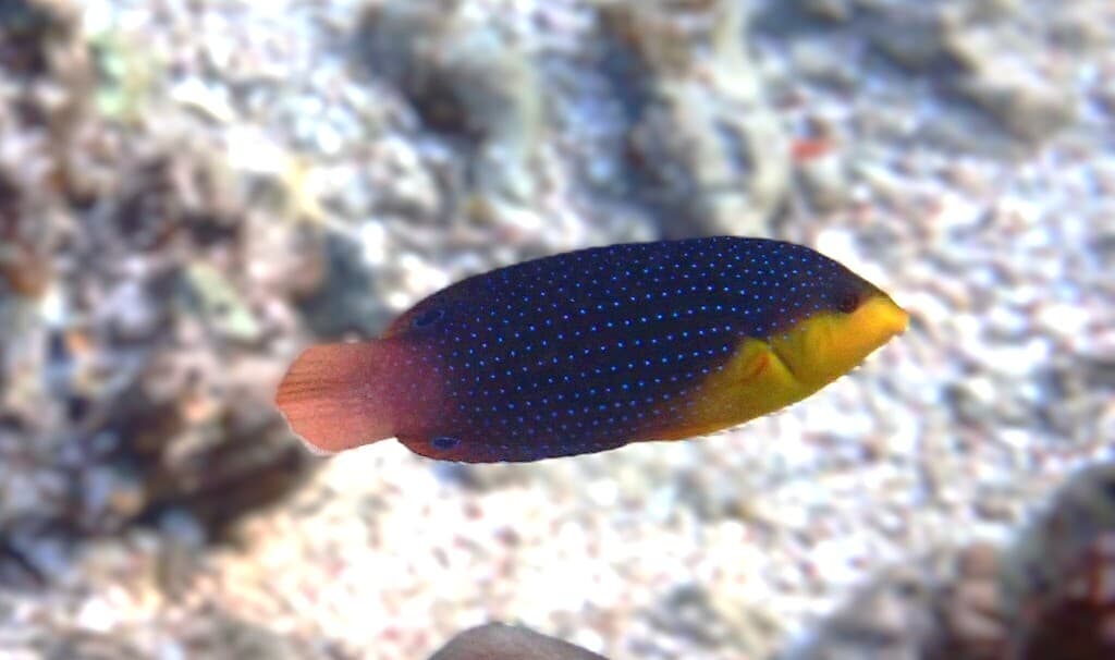 Yellowbreasted Wrasse in a marine aquarium