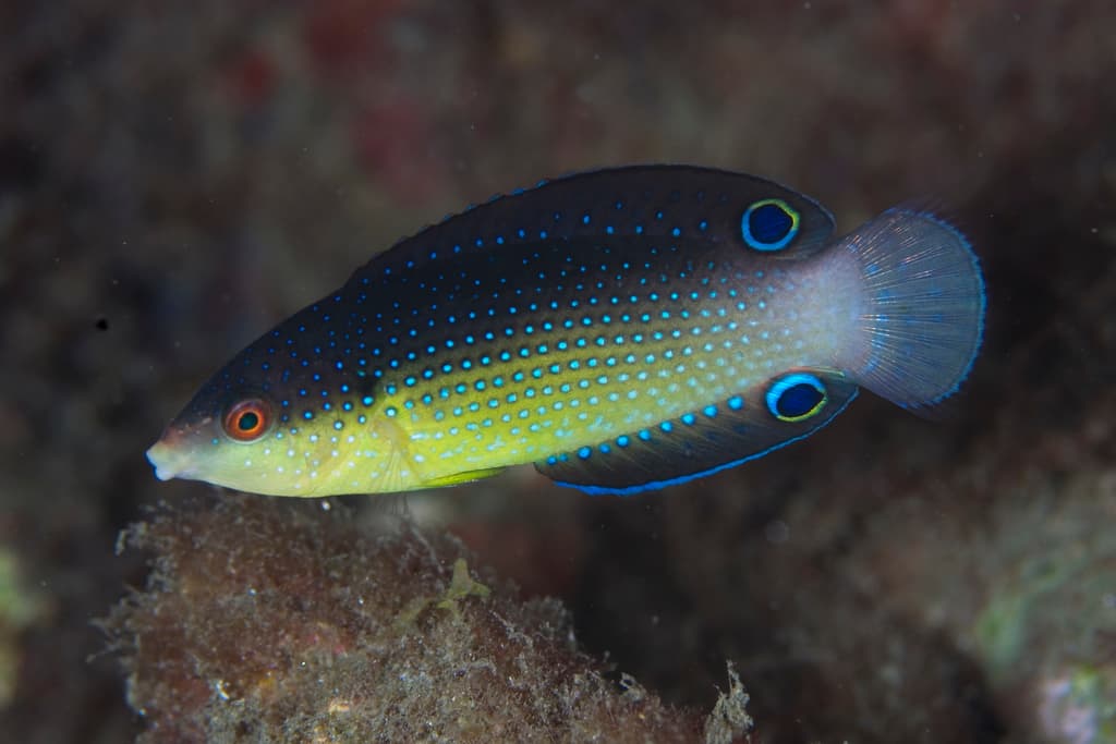 Yellowbreasted Wrasse in a marine aquarium
