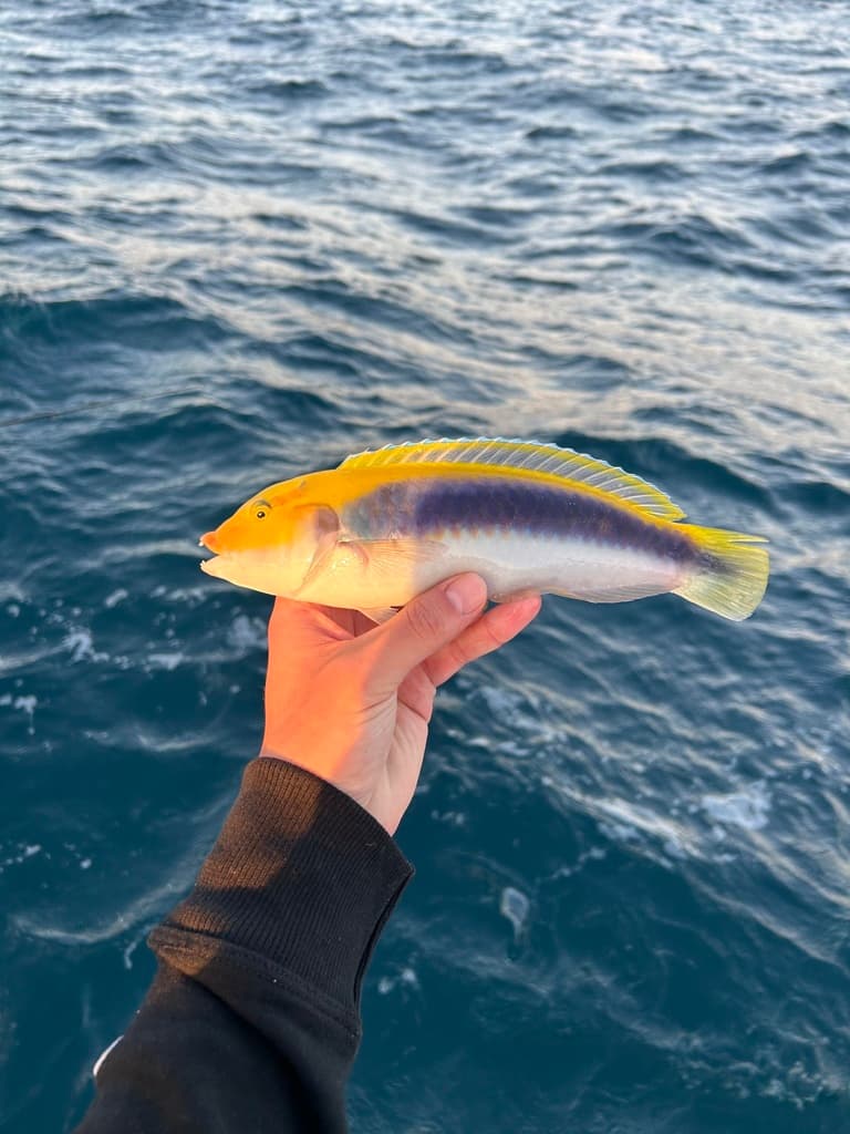 Yellowcheek Wrasse in a marine aquarium