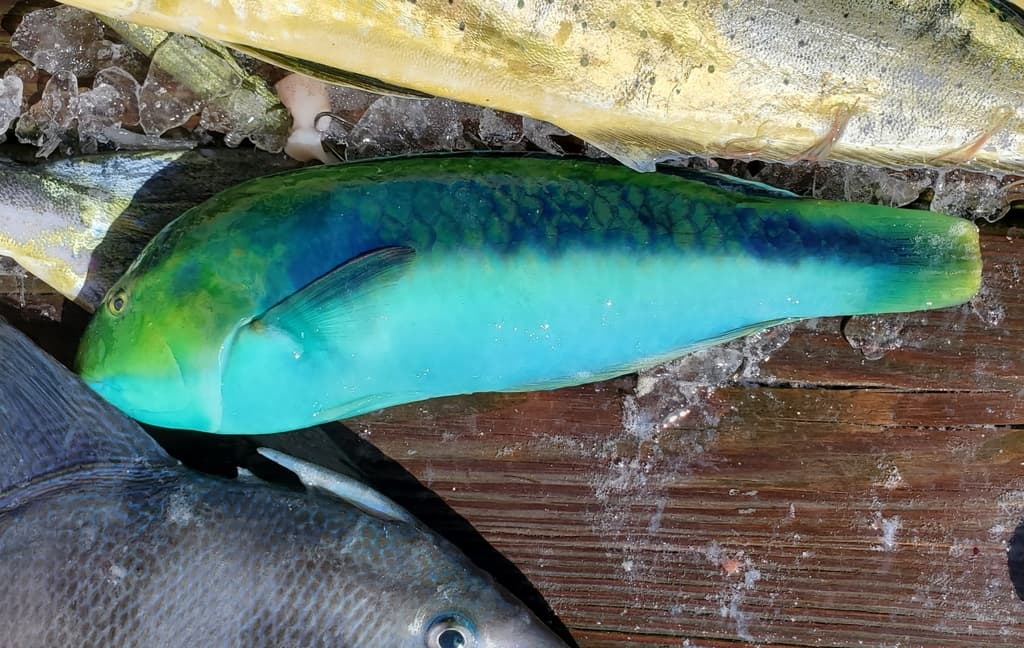 Yellowcheek Wrasse in a marine aquarium