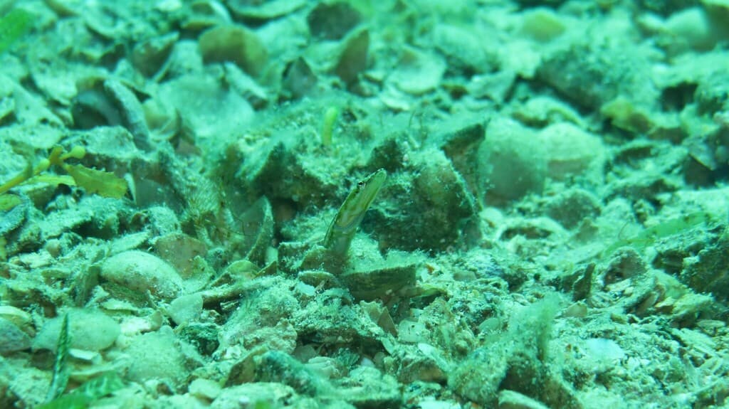 Yellowface Pikeblenny in a marine aquarium