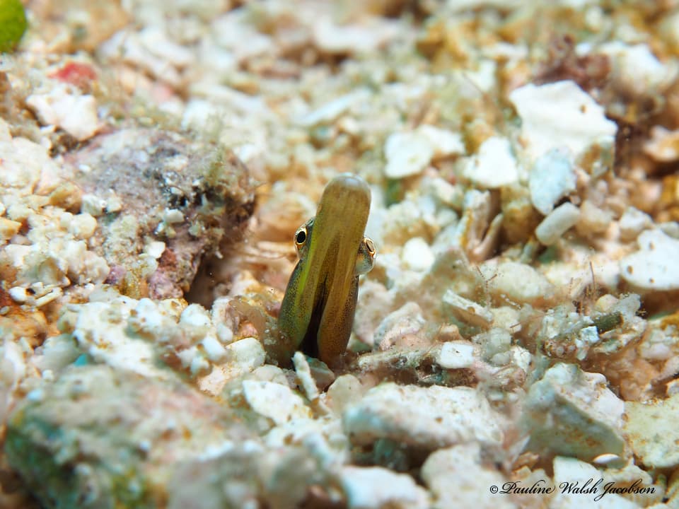 Yellowface Pikeblenny in a marine aquarium