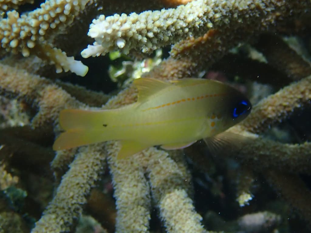 Yellowfin Cardinalfish in a marine aquarium