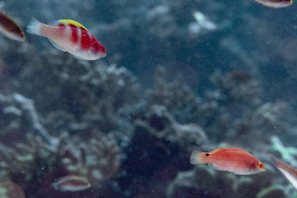 Yellowfin Fairy Wrasse in a marine aquarium