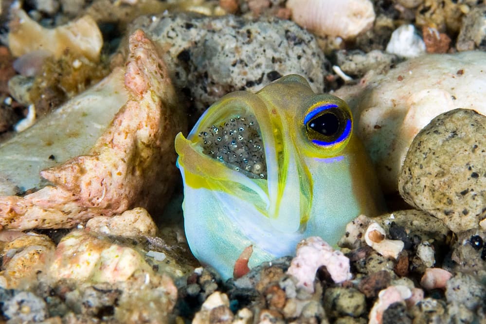 Yellowhead Jawfish peering from burrow
