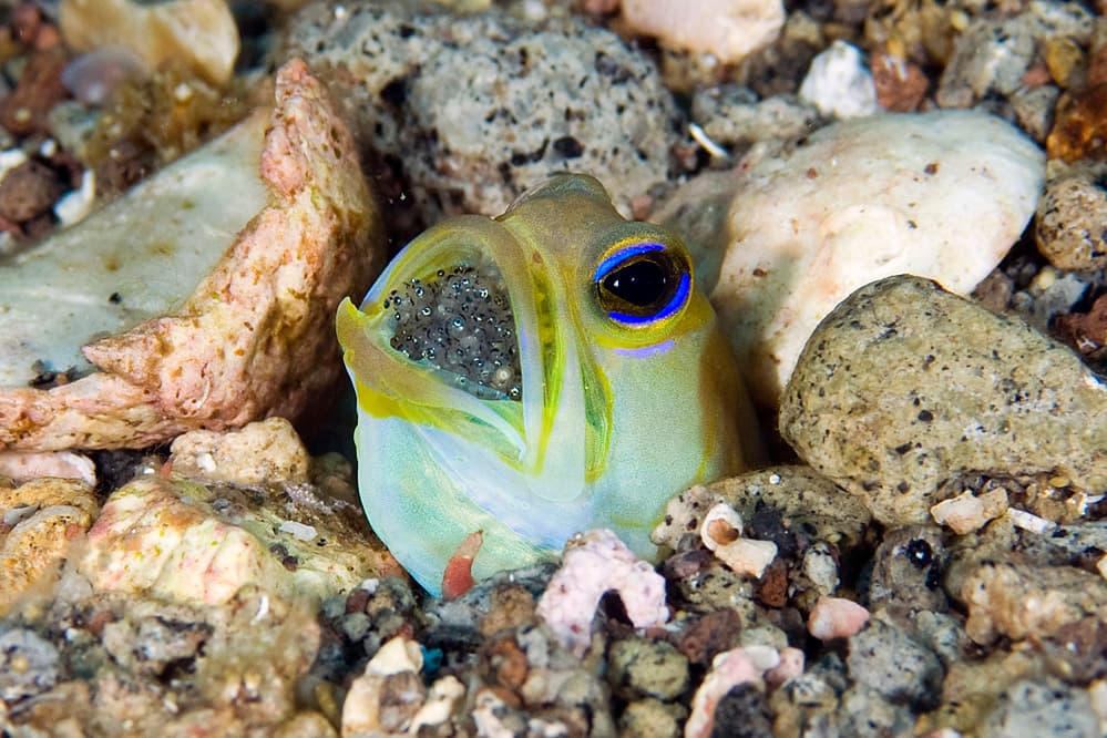 Yellowhead Jawfish hovering above substrate