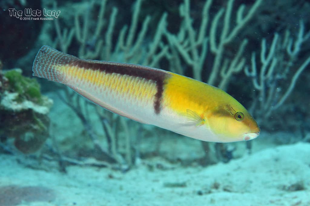 Yellowhead Wrasse in a marine aquarium