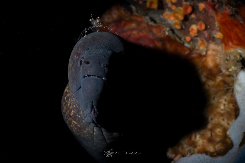 Yellowmargin Moray in a marine aquarium