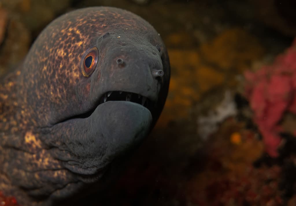 Yellowmargin Moray in a marine aquarium