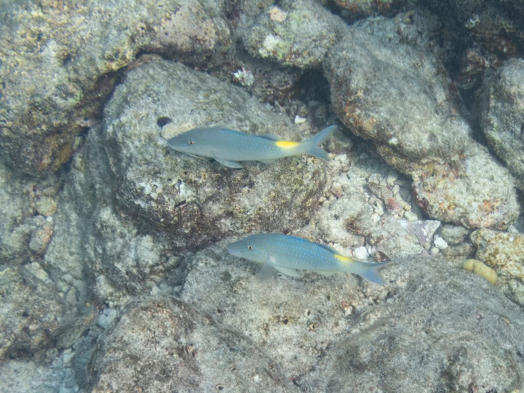 Yellowsaddle Goatfish in a marine aquarium