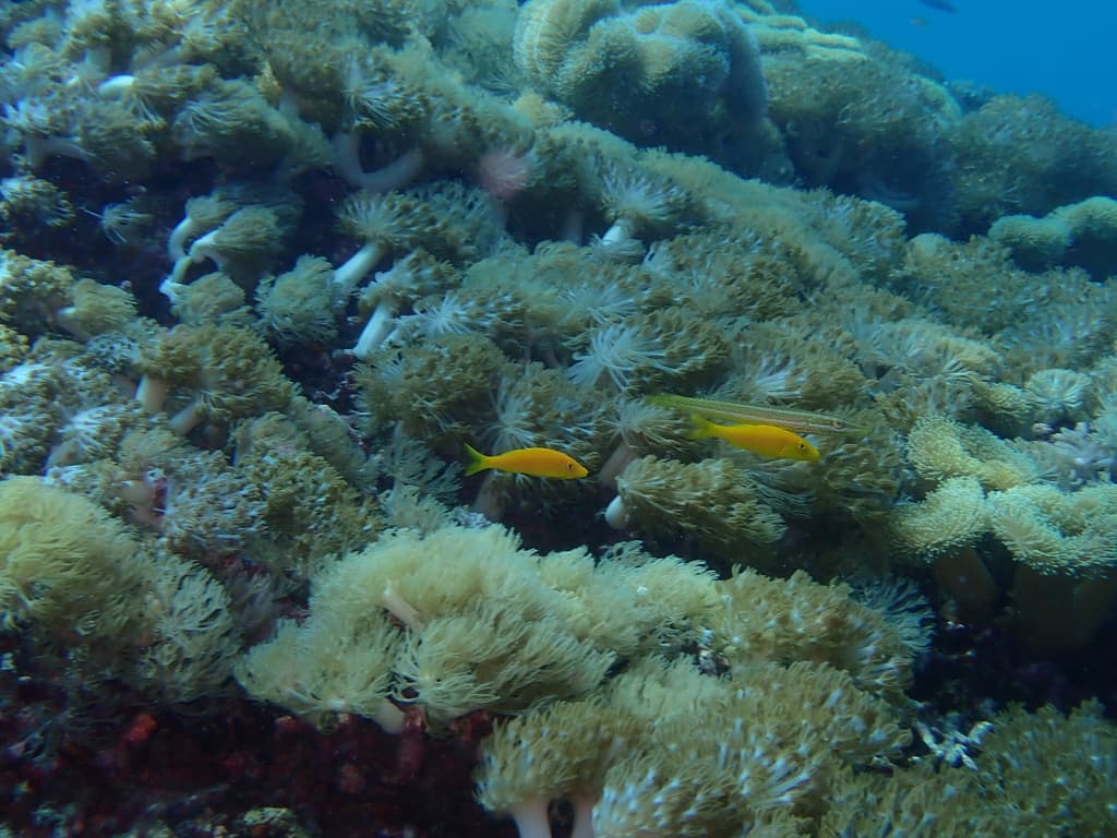 Yellowsaddle Goatfish in a marine aquarium