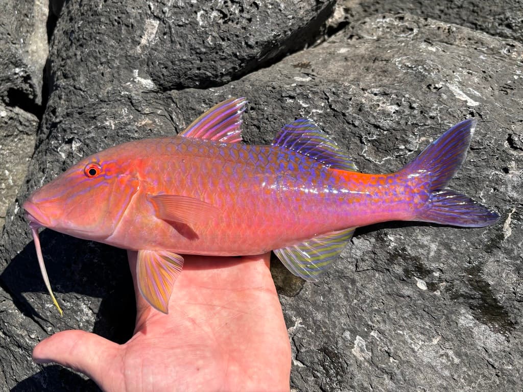 Yellowsaddle Goatfish displaying golden coloration in a marine aquarium