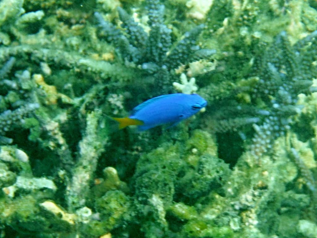Goldtail Demoiselle close-up showing color transition