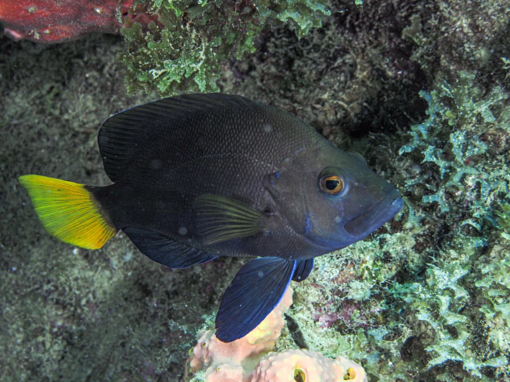 Yellowtail Hamlet in a marine aquarium