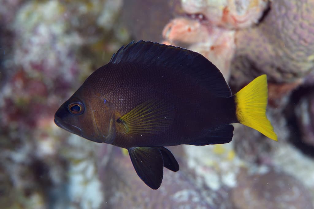 Yellowtail Hamlet in a marine aquarium