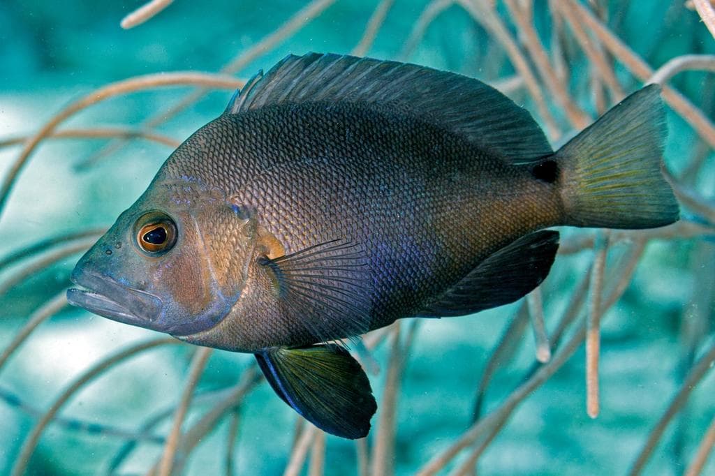 Yellowtail Hamlet in a marine aquarium
