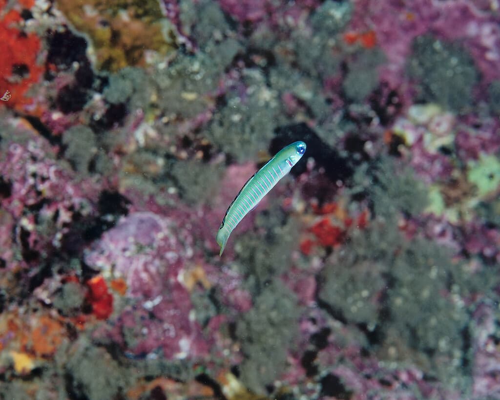 Zebra Dartfish in a marine aquarium