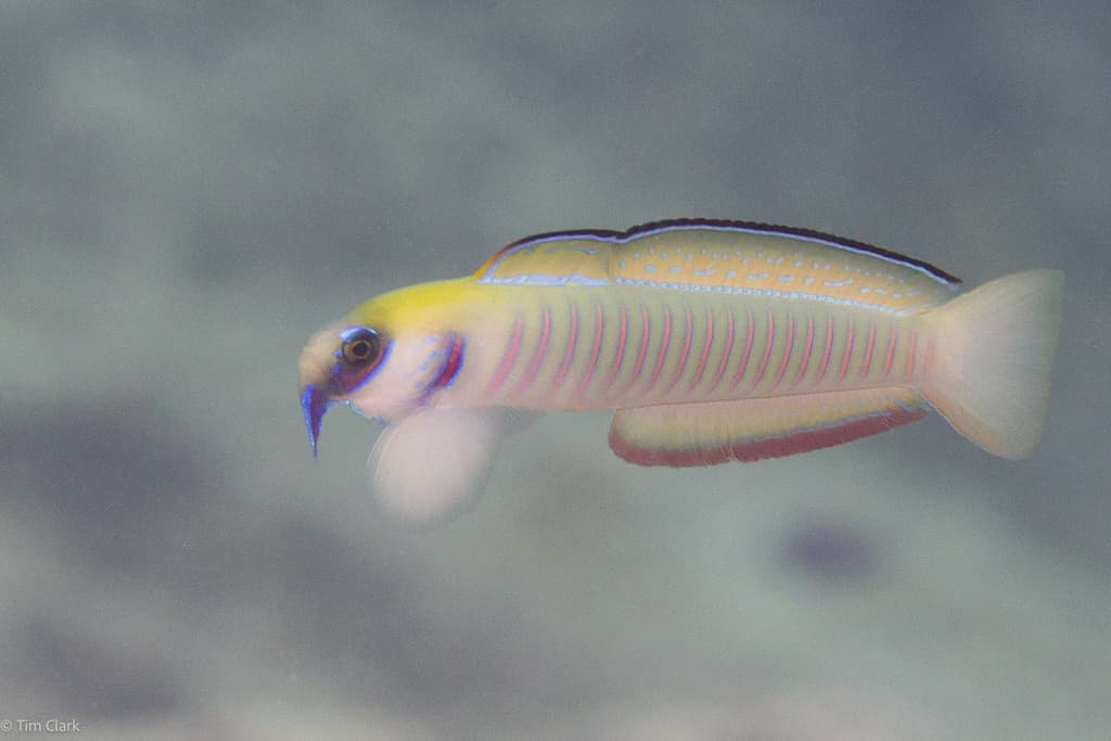 Zebra Dartfish in a marine aquarium