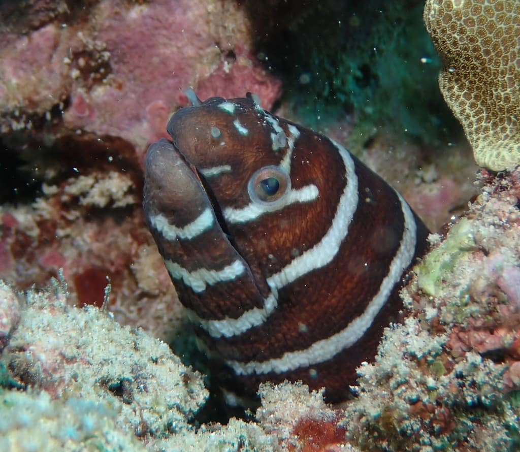 Zebra Moray Eel peering from a rocky crevice