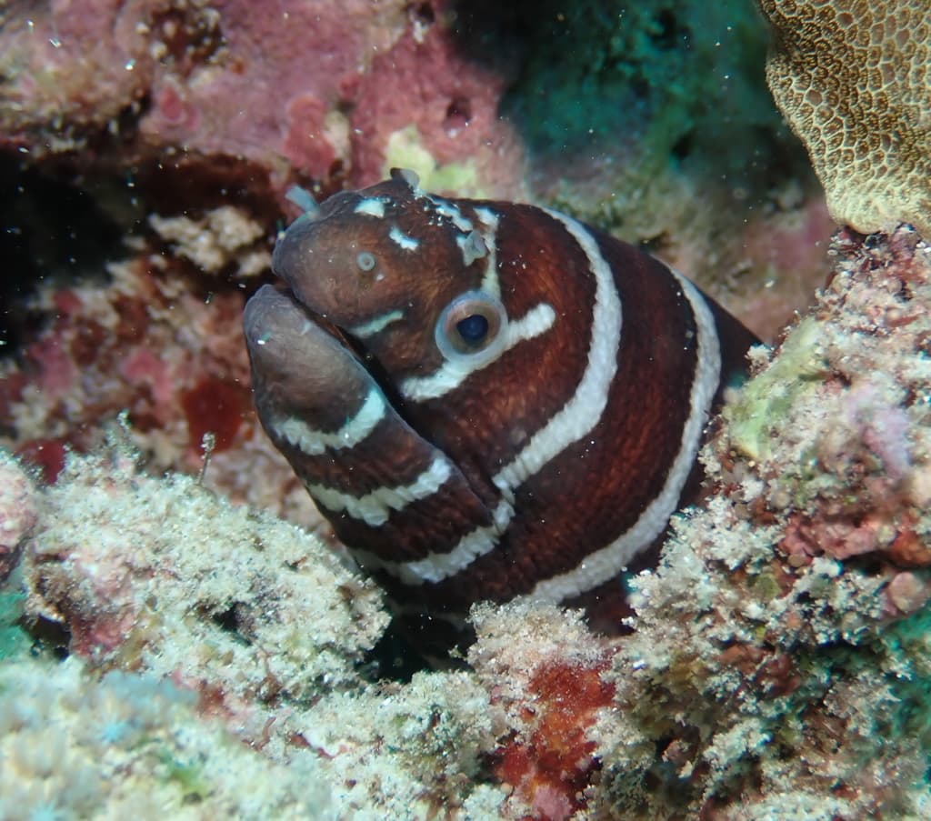 Close-up of Zebra Moray Eel head showing blunt crushing teeth