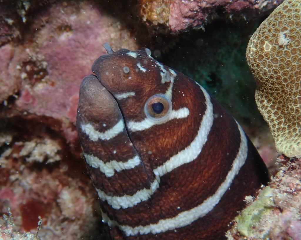 Zebra Moray Eel showing distinctive brown and white banded pattern