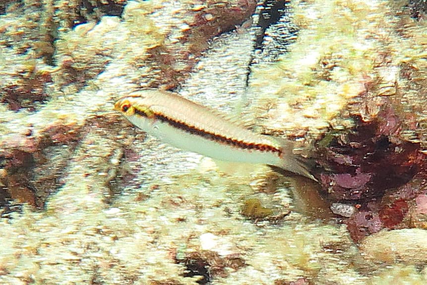Zigzag Wrasse in a marine aquarium
