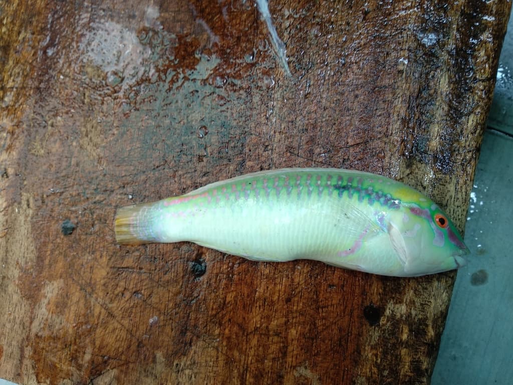Zigzag Wrasse in a marine aquarium