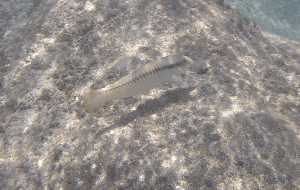 Zigzag Wrasse displaying characteristic zigzag body pattern