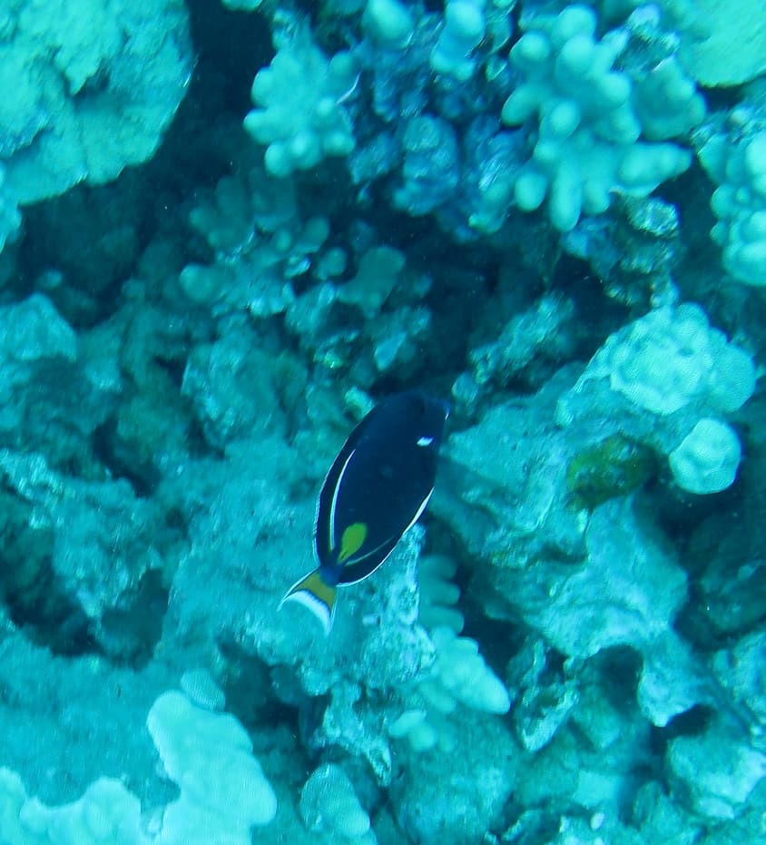 Achilles Tang