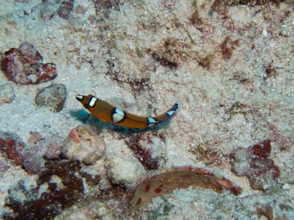 African Coris wrasse in a marine aquarium