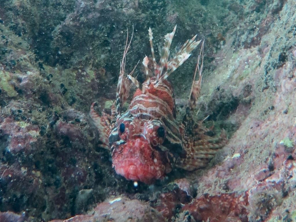 African Lionfish in a marine aquarium