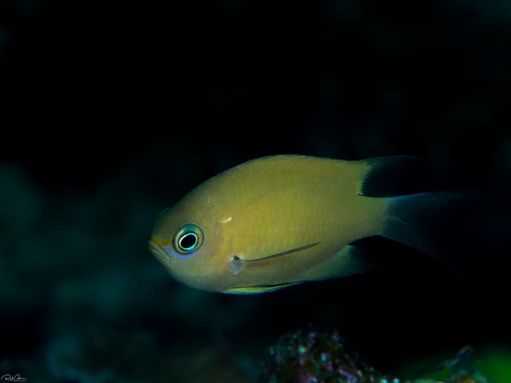 Agile Chromis in a marine aquarium