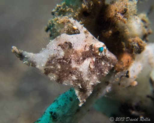 Aiptasia-Eating Filefish in a marine aquarium