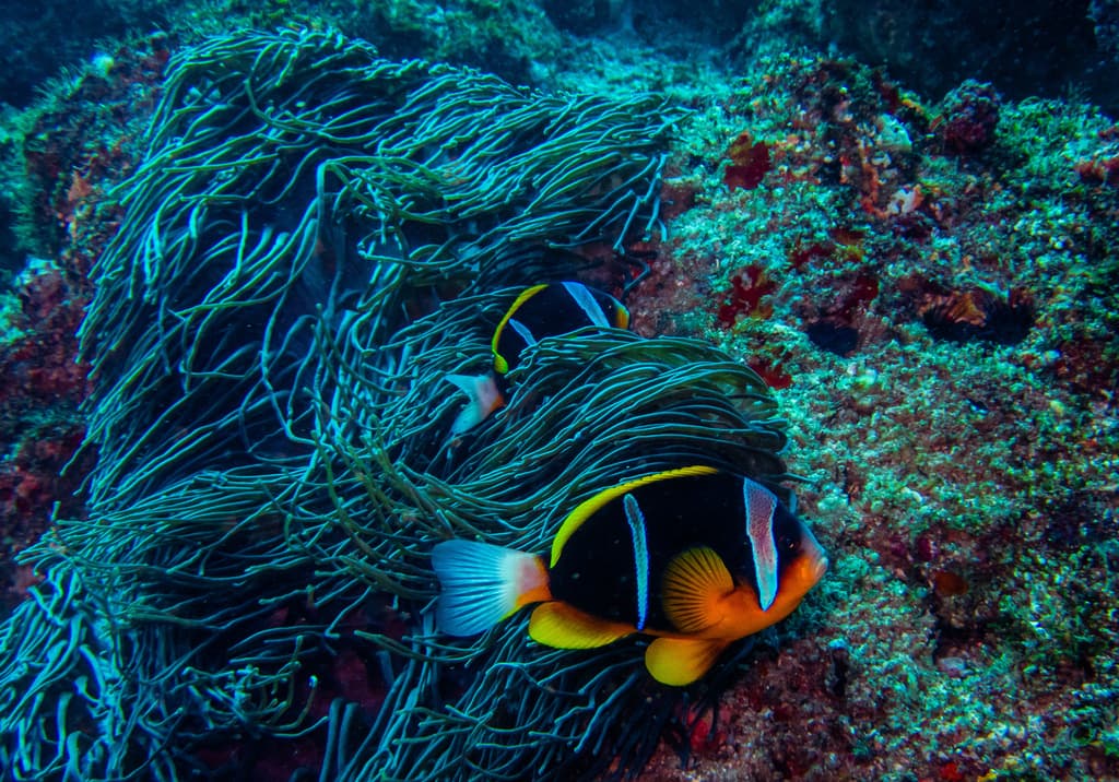 Allard's Clownfish in a marine aquarium