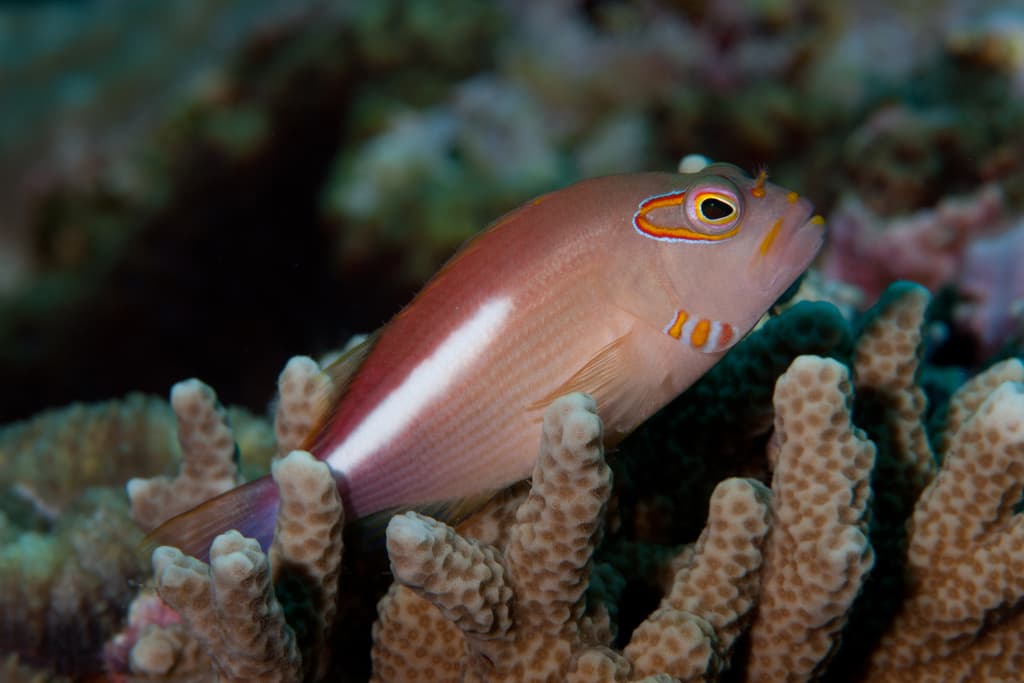 Arc-Eye Hawkfish